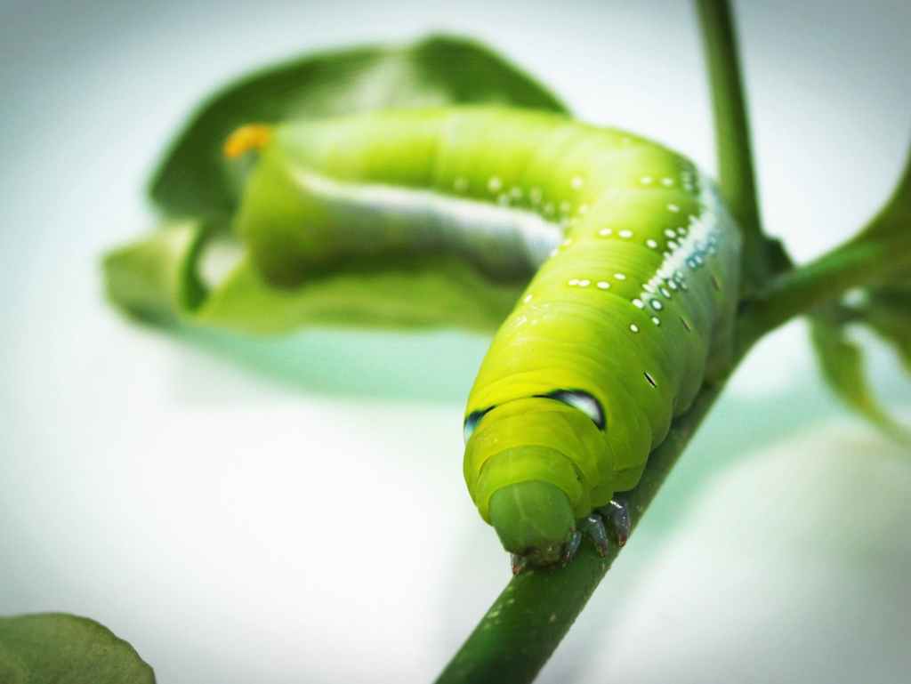 Poem – Caterpillar